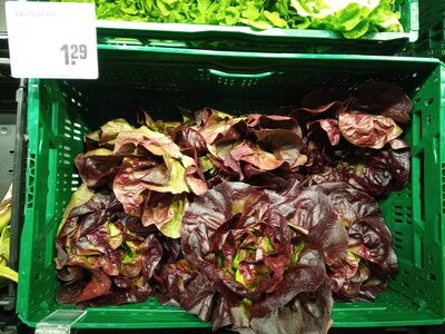 Kopfsalat rot