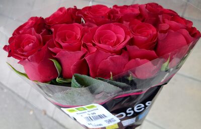 Holla Roses Rosen Simba